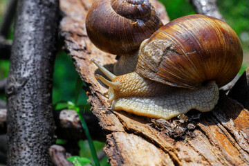 Big snail in natural habitat. macro photo
