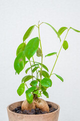 観葉植物のガジュマル