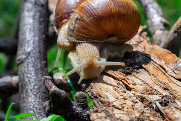 Big snail in natural habitat. macro photo
