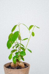 観葉植物のガジュマル