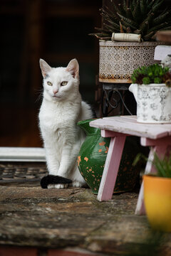Domestic cat in front of a house