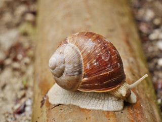 Schnecke auf dem Wanderweg