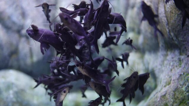 Mystus leucophasis is an Asian species of upside-down catfish belonging to the family Bagridae
