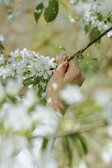 Cherry Tree blossom in woman hand