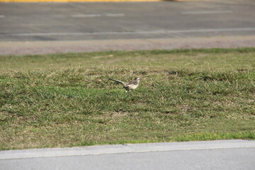 Vial Costero, Vicente López, Buenos Aires, Argentina.