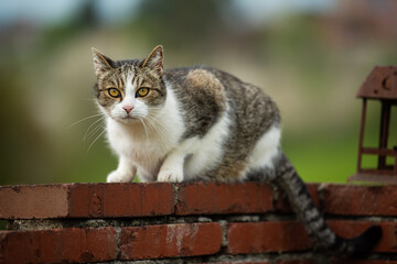 Domestic cat sitting on a wall and looks to the camera