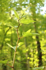 Reynoutria japonica, invasive weed, tall shrub fast growing herb, pterosaur