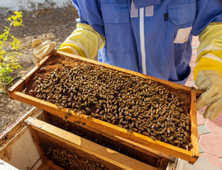 Farmer holding beehive frame with honeycomb and bees. Farm
