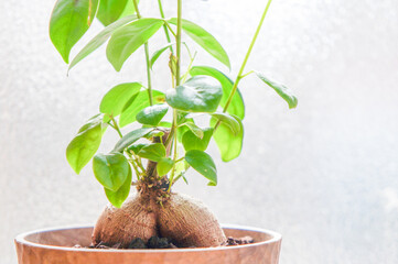 観葉植物のガジュマル