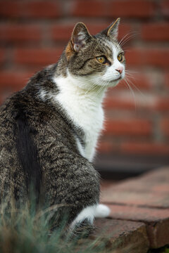 Domestic cat sitting on a wall
