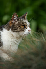 Domestic cat sitting in a garden