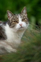 Naklejka na ściany i meble Domestic cat sitting in a garden