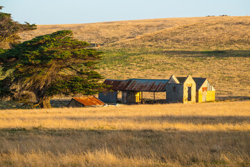 Rustic and rambling shedding in a paddock