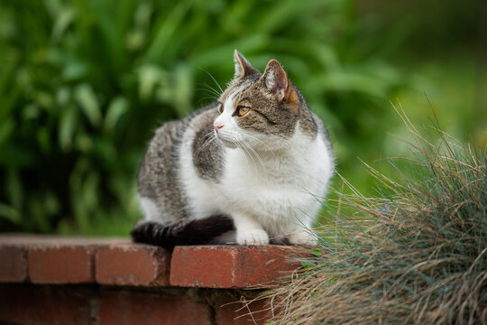 Domestic cat sitting on a wall and looks into the distance