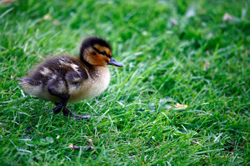 Mallard duckling exploring around the pond
