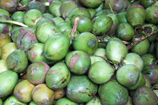 raw coconut stock on shop for sell