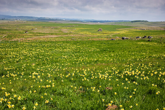 Daffodils Field In Aubrac