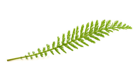  Yarrow leaves