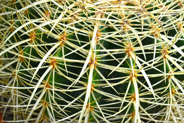 Naklejka na ściany i meble Giant prickly cactus. Trendy amazing cactus.
