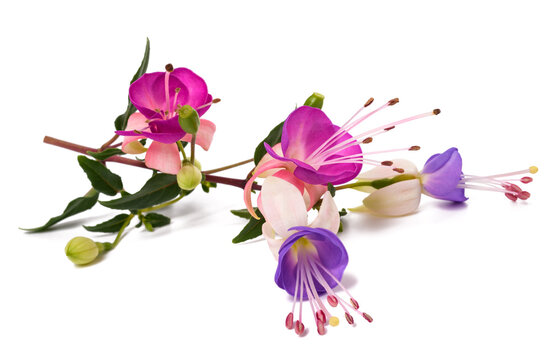 Fuchsia branch with  flowers