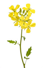 Mustard plant with flowers