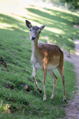 Wildlife Photography. Fallow Deer (Dama Dama) at Biosphere Reserve Rhön, Germany