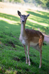 Wildlife Photography. Fallow Deer (Dama Dama) at Biosphere Reserve Rhön, Germany