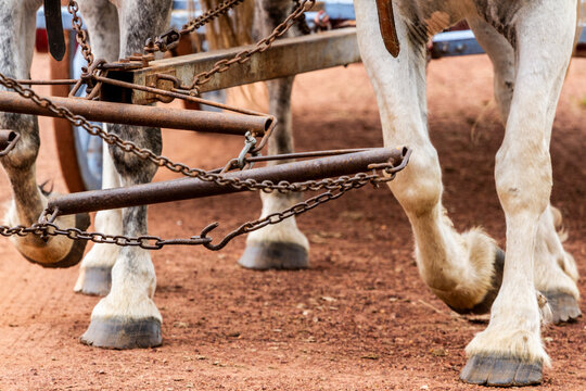 Hooves of a team of horses harnessed together pulling a dray cart.