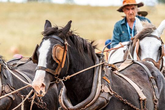 Draught horses and driver in the country.