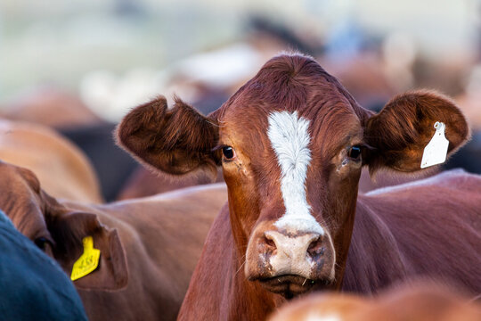 牛 の画像 2 954 610 件の Stock 写真 ベクターおよびビデオ Adobe Stock