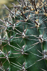 Giant prickly cactus. Trendy amazing cactus.