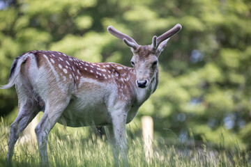 Animal Photography. Sika Deer (Cervus nippon) at Wildlife Park Gersfeld Biosphere Reserve Rhön,...