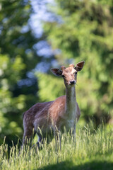 Wildlife Photography. Fallow Deer (Dama Dama) at Biosphere Reserve Rhön, Germany