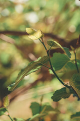 Detail of the stem of a fig tree emerging from the trunk