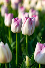 Tulip in focus