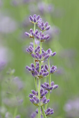 Close-up of delicate lavender against the background of green grass.