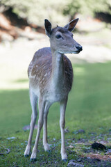 Animal Photography. Sika Deer (Cervus nippon) at Wildlife Park Gersfeld Biosphere Reserve Rhön, Germany