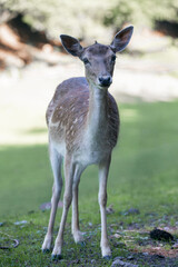 Animal Photography. Sika Deer (Cervus nippon) at Wildlife Park Gersfeld Biosphere Reserve Rhön, Germany