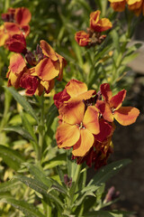 Fleurs de Girofl&eacute;e jaune et rouge	