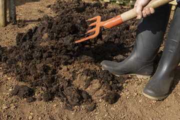 Incorporation de fumier à la terre d'un potager