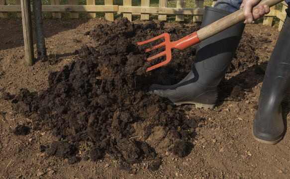 Incorporation de fumier &agrave; la terre d'un potager