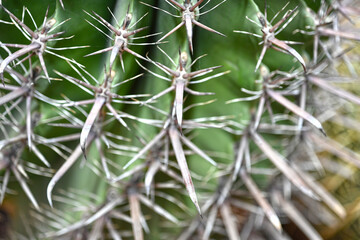 Giant prickly cactus. Trendy amazing cactus.