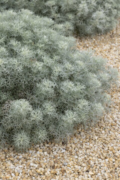 Artemisia alba 'Canescens'
