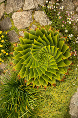 cactus in the garden