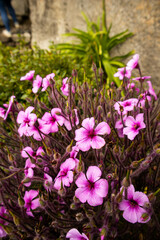 pink and white flowers