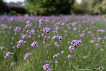 Purple Verbena in the park
