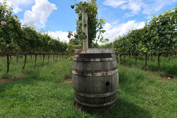 Obraz premium old wine barrel