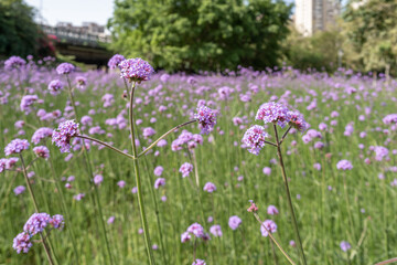 Purple Verbena in the park