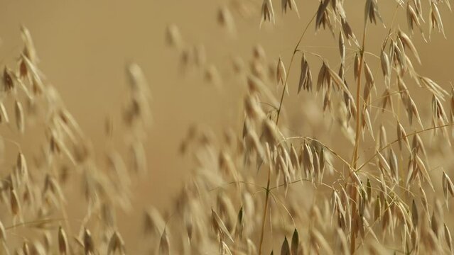 Ripe oat crops in field ready for harvest