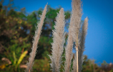 A Closeup Shot of Pampas-grass Originated from South America
